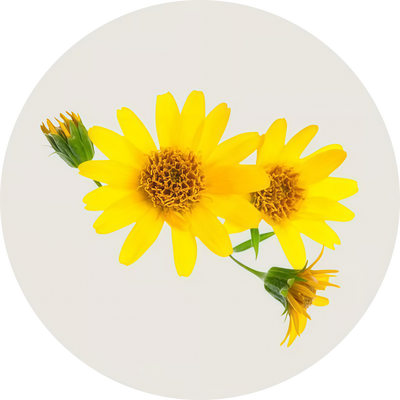 Arnica